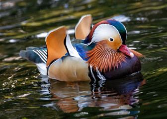 Mandarin Duck (Aix galericulata) - Splendid Visitor to Dublin's National Botanic Gardens
