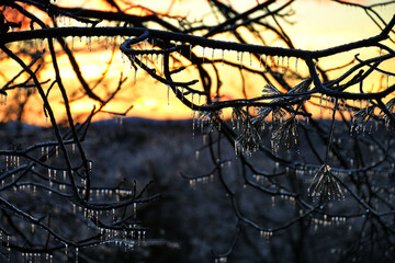 Trees at sunrise covered in heavy ice after a winter weather storm