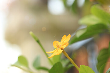 Gardenia sootepensis, yellow flower in the garden.