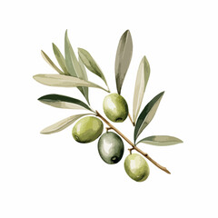 Watercolor vector illustration of an olive branch with leaves and fruits.