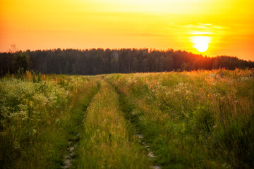 A dirt road in a green field lush with wild flowers and daisies at sunset. The sun setting behind the forest in the distance
