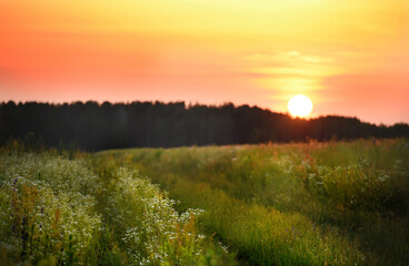 Obraz premium A dirt road in a green field lush with wild flowers and daisies at sunset. The sun setting behind the forest in the distance