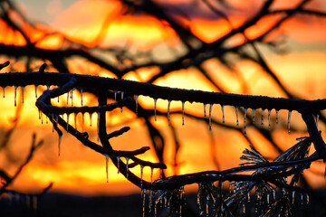 Trees at sunrise covered in heavy ice after a winter weather storm