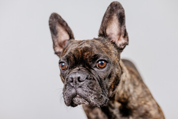 French bulldog on a light isolated background looks at the camera and around with interest. Concept for advertising food, pet care products.