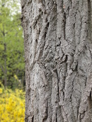 Tree trunk texture overlay scrapbooking