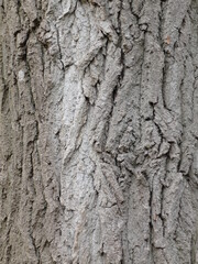 Tree trunk texture overlay scrapbooking