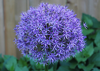 Purple allium ornamental onion flower with one flower standing out from the rest