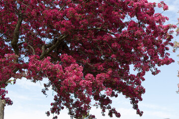 Spring red apple tree blossom with sky background
