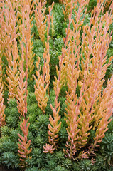 Beautiful Sedum in close-up. Landscape design plant