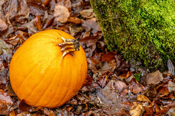 pumpkin on the ground
