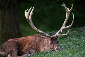 Müder Hirsch nach der Brunft