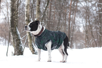 A black and white dog in overalls on a walk in the park. A pet, an American Staffordshire Terrier