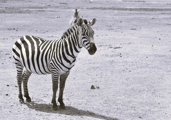 Fauna salvaje