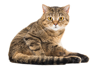 Adorable cat Scottish Straight sitting looking at the camera isolated on a white background