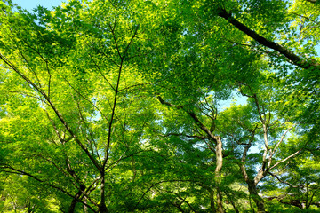 Fototapeta na wymiar 新緑の美しい東福寺の境内
