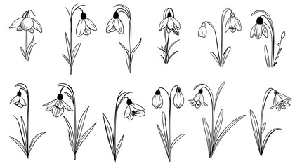 Hand drawn set of wild flowers. Field flowers. Snowdrops. Liner set