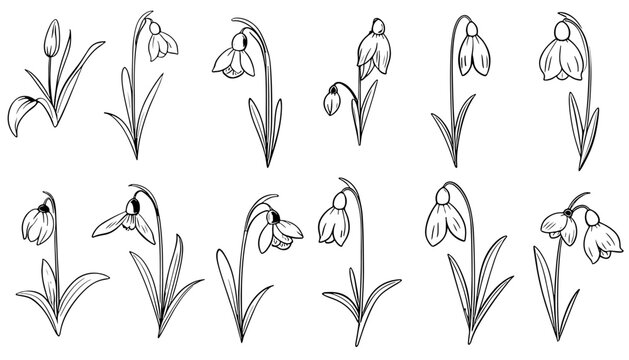 Hand drawn set of wild flowers. Field flowers. Snowdrops. Liner set