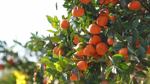 ripe oranges in the tree