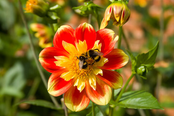 two buff tailed bumblebees collecting pollen from a yellow and orange dahlia flower head