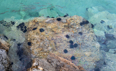 Under the crystal clear water of the Aegean Sea there are a huge number of sea urchins on the rocks in Greece