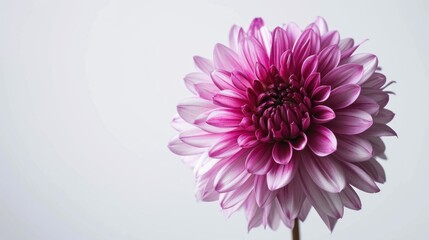 Obraz premium Single gerbera daisy radiates beauty against a minimalist backdrop