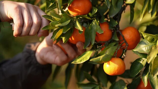 farmer picking orange