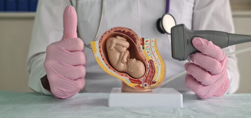 Plastic model of embryo in womb and ultrasound probe - obrazy, fototapety, plakaty