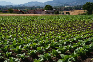 Rural landscape in Sannio, Benevento province, Italy