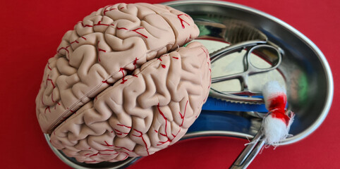 Neurosurgeon scalpel and anatomical model of human brain