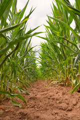 Corn field, cultivated corn cob start to grow, harvest in the summer, agriculture plants for food, farmland on the countryside
