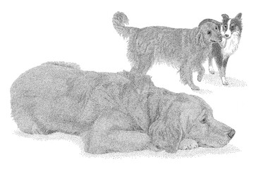 Golden Retriever and Border Collie Pen & Ink