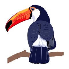 Colorful Toco Toucan Sitting on Branch