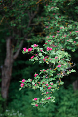 Green tree branch blooming with red small flowers with beautiful bokeh.