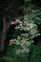 Obraz premium Small Red Blossoms on Tree Branch — Colorful Nature and Gentle Depth of Field