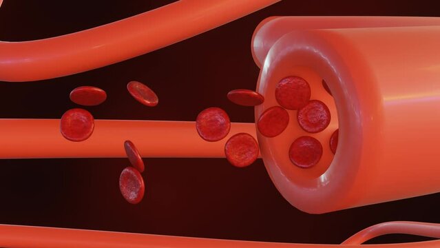 3d animation of Vasodilation is the medical term for when blood vessels relax and widen. This increases blood flow and lowers blood pressure