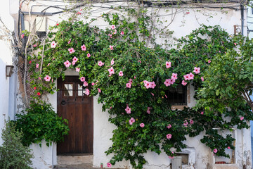 Romantic backstreet, side street and alleys in historic old town of Ibiza Stadt, Balearic Island...