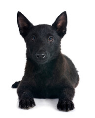  young Schipperke in studio