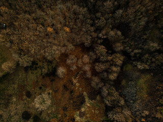 Bäume im Spätherbst drone view