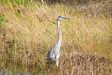  Great Blue Heron (Ardea Herodias) marsh tall grass