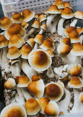 Psilocybin Cubensis Mushrooms 