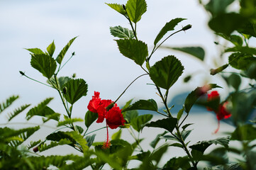 Red hibiscus flowers with green leaves in sea view background. Beautiful red tropical flovers.