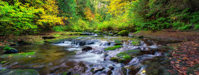 River in Canadian Nature Rainforest. Trees in Forest. - obrazy, fototapety, plakaty