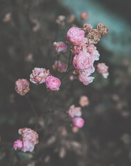 Pink Roses  © Emilia