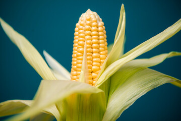 Yellow sweet corn. Photographed in studio on blue background. 