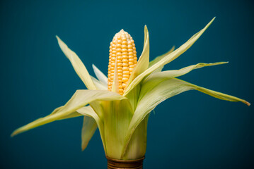 Yellow sweet corn. Photographed in studio on blue background. 