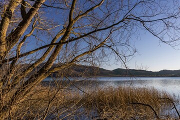tree in the water, wintry sunny day at Lake Laach