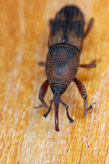 Diocalandra frumenti commonly known as the palm weevil borer, the lesser coconut weevil or four-spotted coconut weevil. Pest of coconut and other palms.