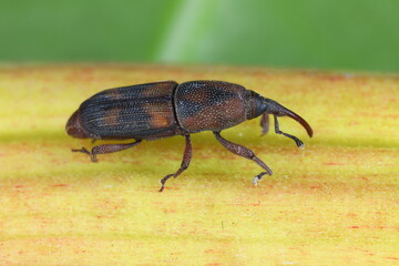 Diocalandra frumenti commonly known as the palm weevil borer, the lesser coconut weevil or four-spotted coconut weevil. Pest of coconut and other palms.