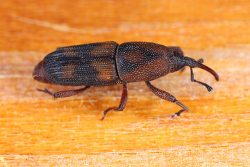 Diocalandra frumenti commonly known as the palm weevil borer, the lesser coconut weevil or four-spotted coconut weevil. Pest of coconut and other palms.