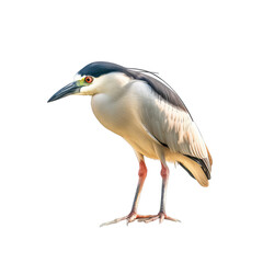 Black-crowned Night Heron standing - Water birds eat fish on transparent background